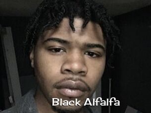 Black_Alfalfa