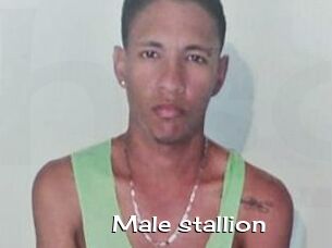 Male_stallion