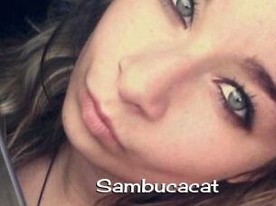 Sambucacat