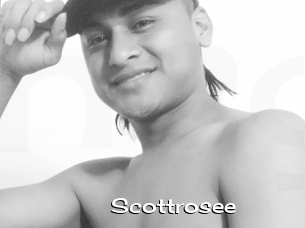 Scottrosee